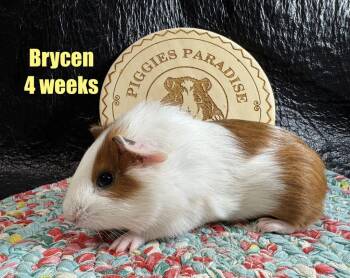 Rescue Short Haired Guinea Pigs for Adoption in Red Oak, Iowa - Brycen | PetCurious